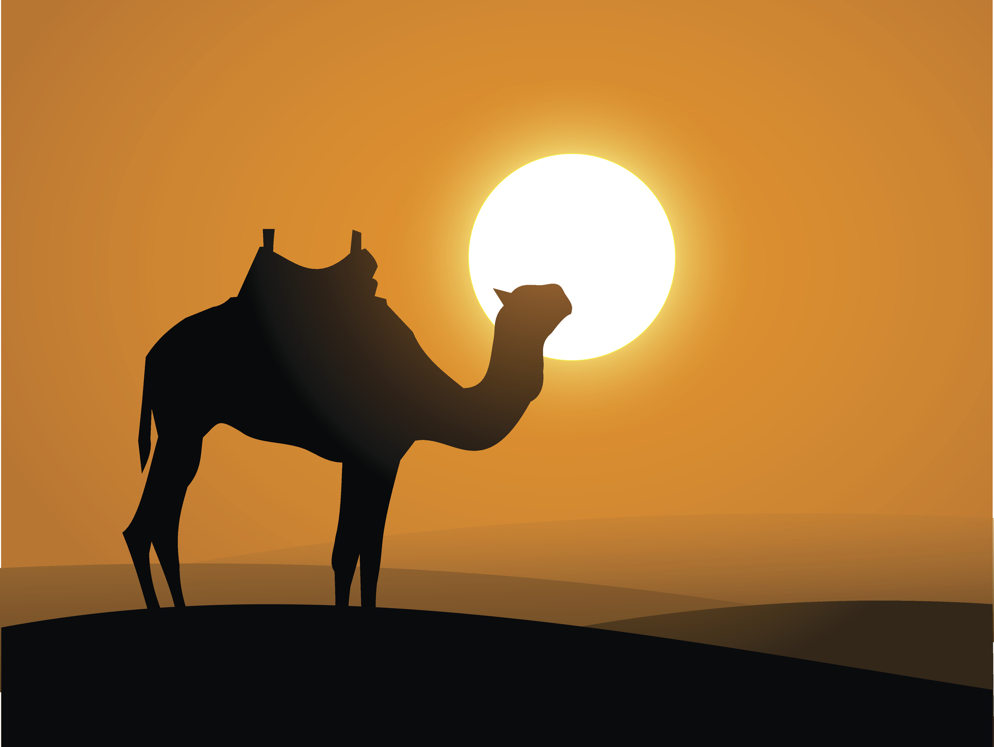 Camel on the desert over the sunset vector